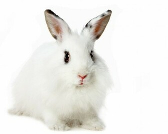 White Rabbit Wallpaper