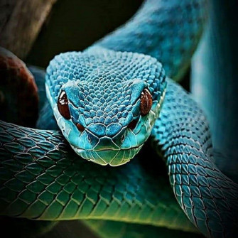Indian Snakes