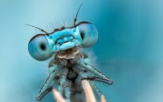 Dragonfly Wallpaper HD
