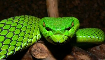 Green Snake Wallpaper Open Walls