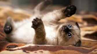 Siamese Baby Cat HD Wallpaper Wallpaperfx
