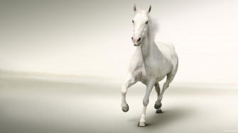White Horse Wallpaper