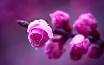Hot Pink Rose Amusingfun Pictures And Graphics For