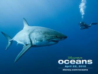 Oceans Image Great White Shark Wallpaper Photos