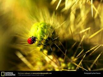 Computer National Geographic Id Buzzerg