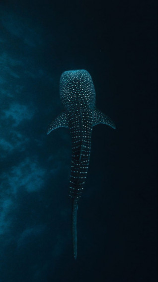 Whale Shark iPhone Wallpaper