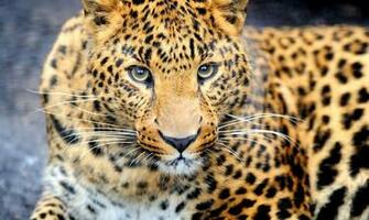Wallpaper Of Wild Animals