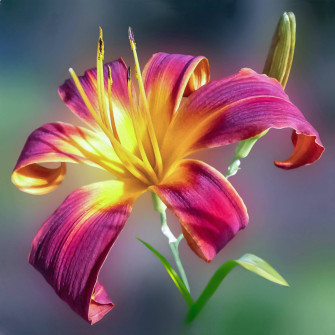 Top Flower Android Wallpaper Full HD 4k To Use