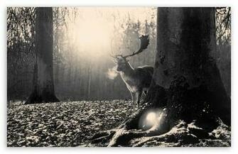 Stag Winter HD Desktop Wallpaper Widescreen High Definition