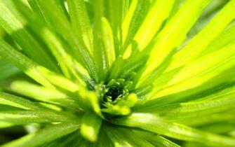 Green Fresh Leaf Wallpaper Plant Desktop Background
