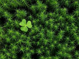 Thecontemplativecat Happy St Patrick S Day