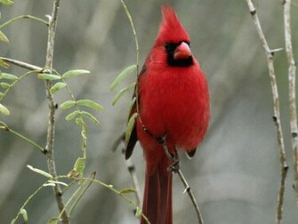 Cardinal Bird Wallpaper Birds