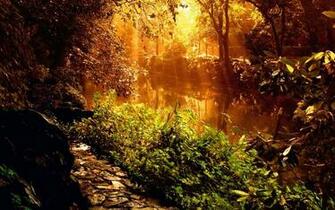 Sunset River Forest Wallpaper Scenery Original