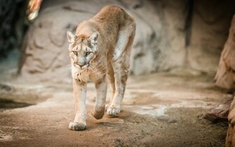 Cougar Computer Wallpaper Desktop Background Id