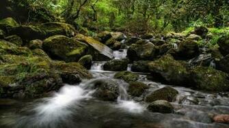 Stream In The Woods Back To Wallpaper Home