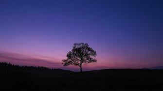 Tree Night Moon Sky Lonely Wallpaper Background 4k Ultra HD