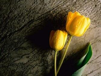 If You Have Additional Question To Ask About Yellow Flower Wallpaper