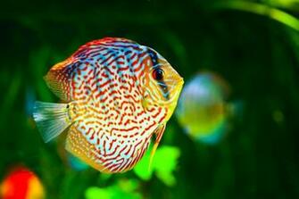 Beautiful Wallpaper Fish
