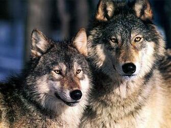 Cute Baby Wolf Pictures Wallpaper HD Base