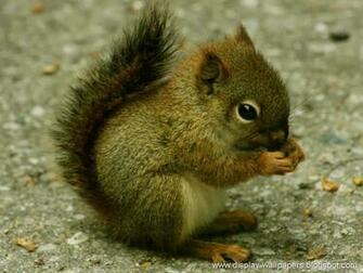 Wallpaper Squirrels Desktop