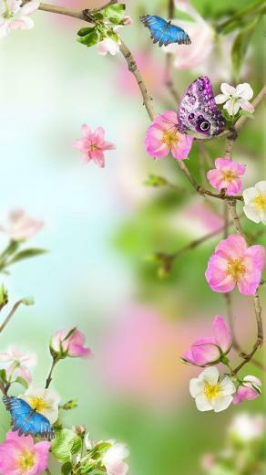 Flowers Live Wallpaper Android