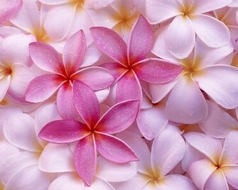 Top Flowers Wallpaper