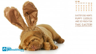 Pet Themed Wallpaper For More Easter Fun Health Careeaster