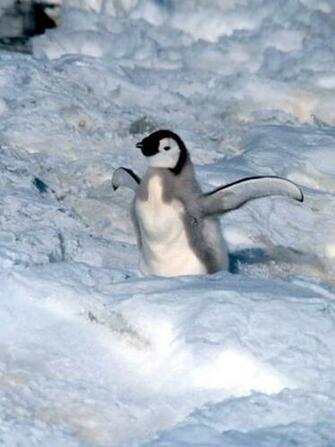 Penguin Pictures Bird Wallpaper National Geographic