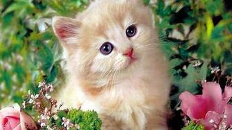 Gallery For Gt Cute Kitty Cats Wallpaper