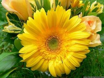 Desktop Wallpaper Flowers Background Big Yellow Flower