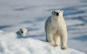 Polar Bear Wallpaper HD Desktop