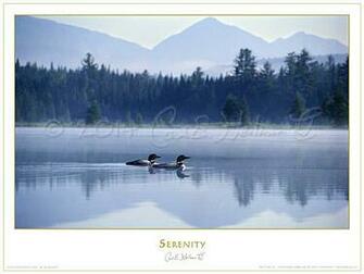 Adirondack Loons Poster Adirondacks Loon Pictures Fine