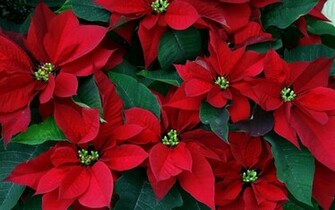 Fondos De Pantalla HD Hermosas Flores Rojas