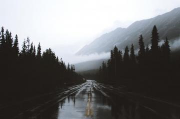 Trees Near Road Leading To Mountain Tree Wet Rain Forest