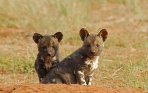 African Wild Dog Wallpaper Background