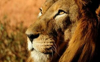 Lion Face HD Wallpaper 1080p Ten Pictures