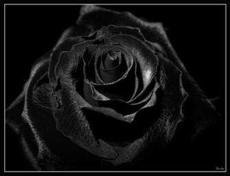Black Rose
