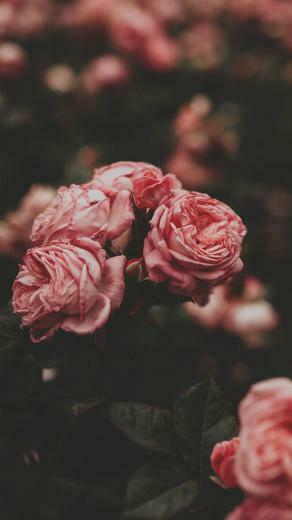 Saima Kamran On Traditional Floral Wallpaper iPhone Pink