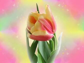 Wallpaper Spring Flowers HD Background Desktop