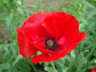 Poppy Flower Wallpaper Full Desktop Background
