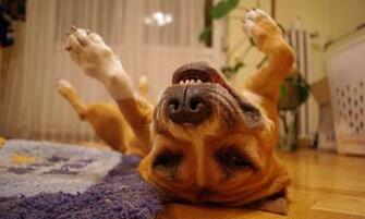 Dog Funny Sleep Wallpaper Background High Resolution