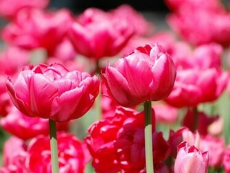 Pink Tulips HD Wallpaper