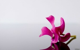 Pinky Wallpaper