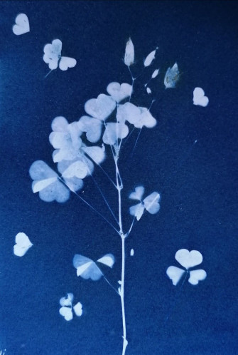 Cyanotype Print By Indigo Moth Botanical Prints Wallpaper