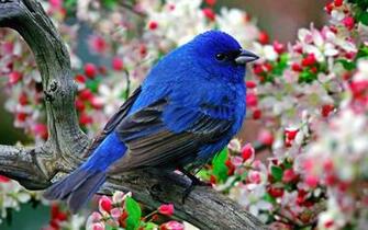 Of Birds Photo Wallpaper Animal