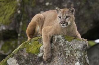 Mountain Lion Wallpaper Background HD Hivewallpaper