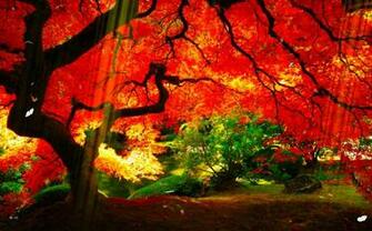 Online Wallpaper Shop Animated Pictures