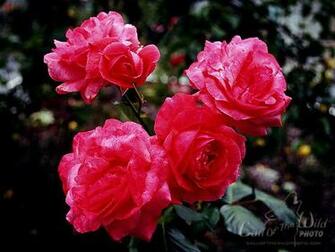 Wallpaper Originals Provides Original Roses Desktop