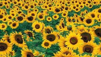 Sunflower Wallpaper IwallHD HD