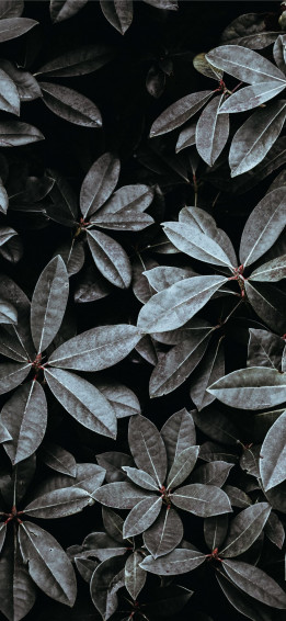 Grayscale Photo Of Leaves iPhone Wallpaper